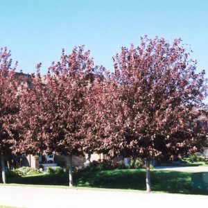 Schubert Chokecherry Alberta