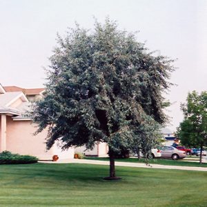 Russian Olive for sale in turner valley