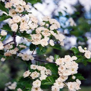 Buy Snowbird Hawthorn in souther Alberta