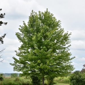 Tree planting services in calgary alberta