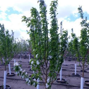 Dolgo Crabapple in Airdrie