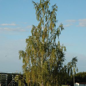 Cutleaf Weeping Birch for sale in Alberta