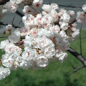 Princess Kay Plum in Alberta