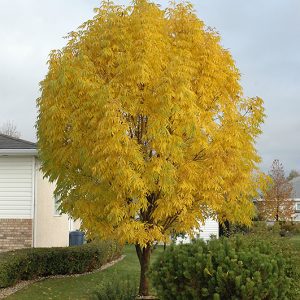 Manchurian Ash for sale in Lethbridge