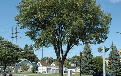 Alberta Tree Planting’s Guide to Top Tree Choices for Calgary and Surrounding Areas