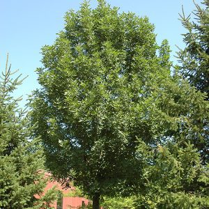 Prairie Spire Green Ash for sale in Calgary