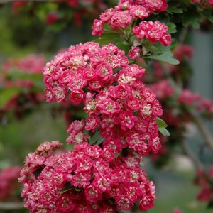 Toba Hawthorn for sale in Okotoks