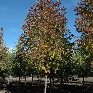 Nobility White Ash in high river