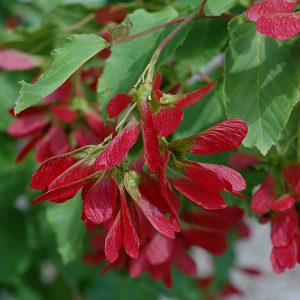 Hot Wings Maple for sale in Calgary