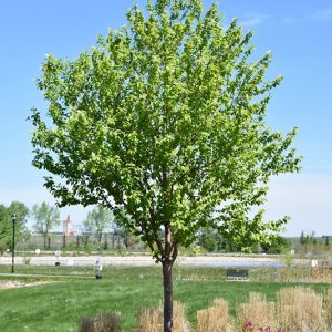 Ming Amur Cherry in Calgary