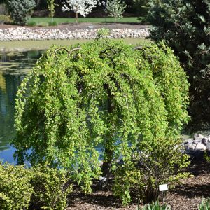 Weeping Caragana for sale in turner valley