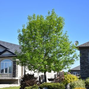 Foothills Green Ash in Foothills