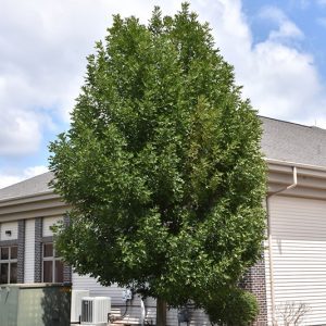 Buy Patmore Green Ash in Okotoks