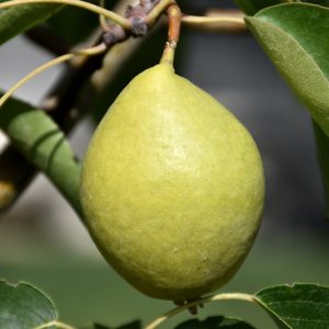 Early Gold Pear in Calgary