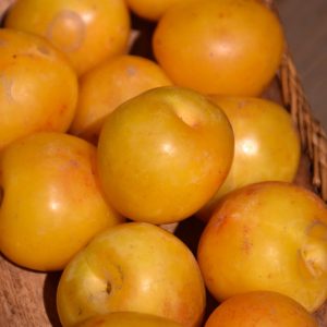 Brookgold Plum in Alberta