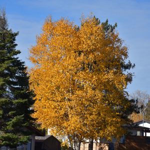 Buy Clump Paper Birch in souther Alberta