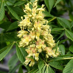 Ohio Buckeye for sale in turner valley