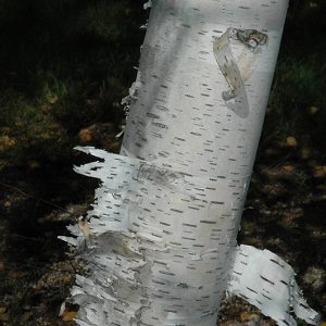 Paper Birch in high river