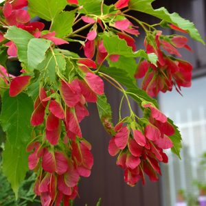 Buy Ruby Slippers Maple in turner valley