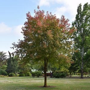 Sensation Boxelder in Lethbridge