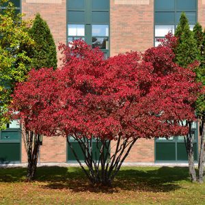 Amur maple in Foothills