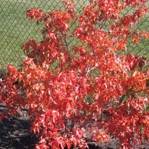 Flame Amur Maple in Alberta