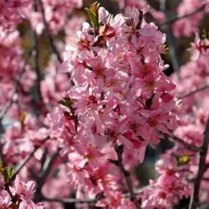 Muckle Plum in Southern Alberta