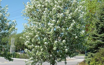 Spring Snow Crabapple- The Best Ornamental Tree To Plant in Calgary- Alberta tree Planting Top Pick!