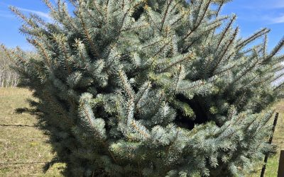 Top 5 Best Trees To Plant in Calgary and Southern Alberta