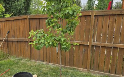 Top 5 Mistakes to Avoid with Your Trees in Calgary