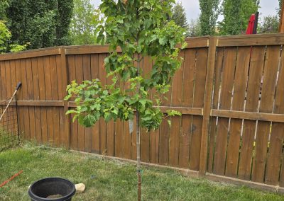 calgary tree planting experts