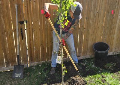 okotoks tree planting