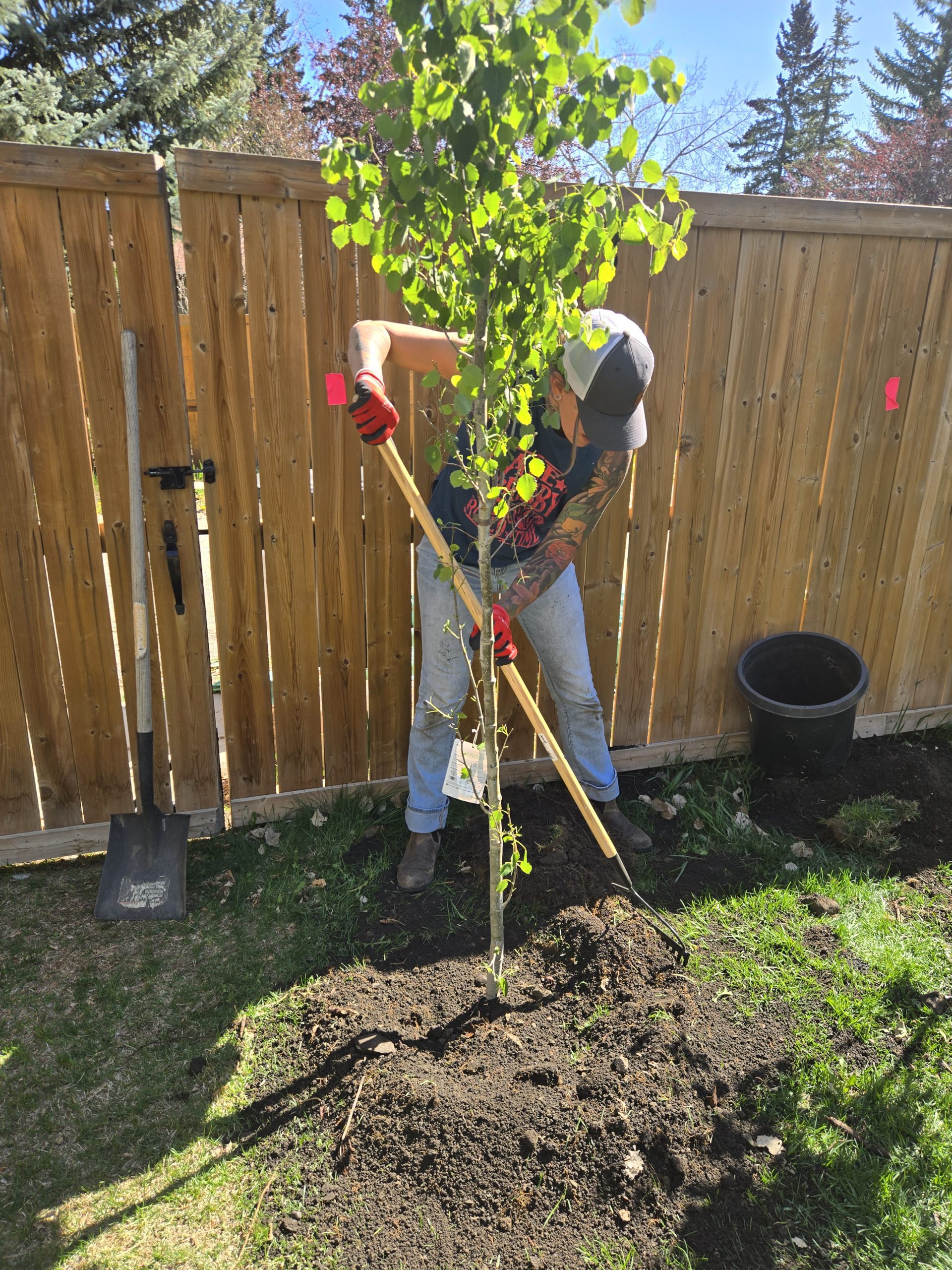 okotoks tree planting