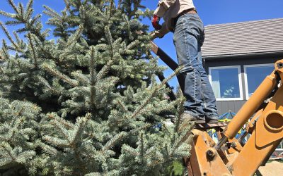 When is the best time to plant trees in Alberta?