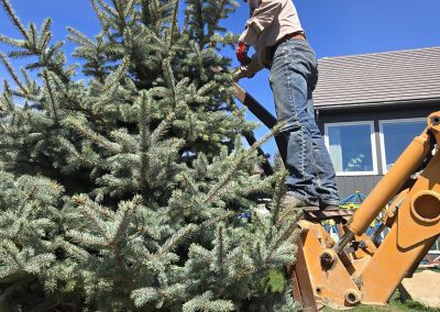 alberta tree planting
